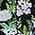Gardenia Show Vest