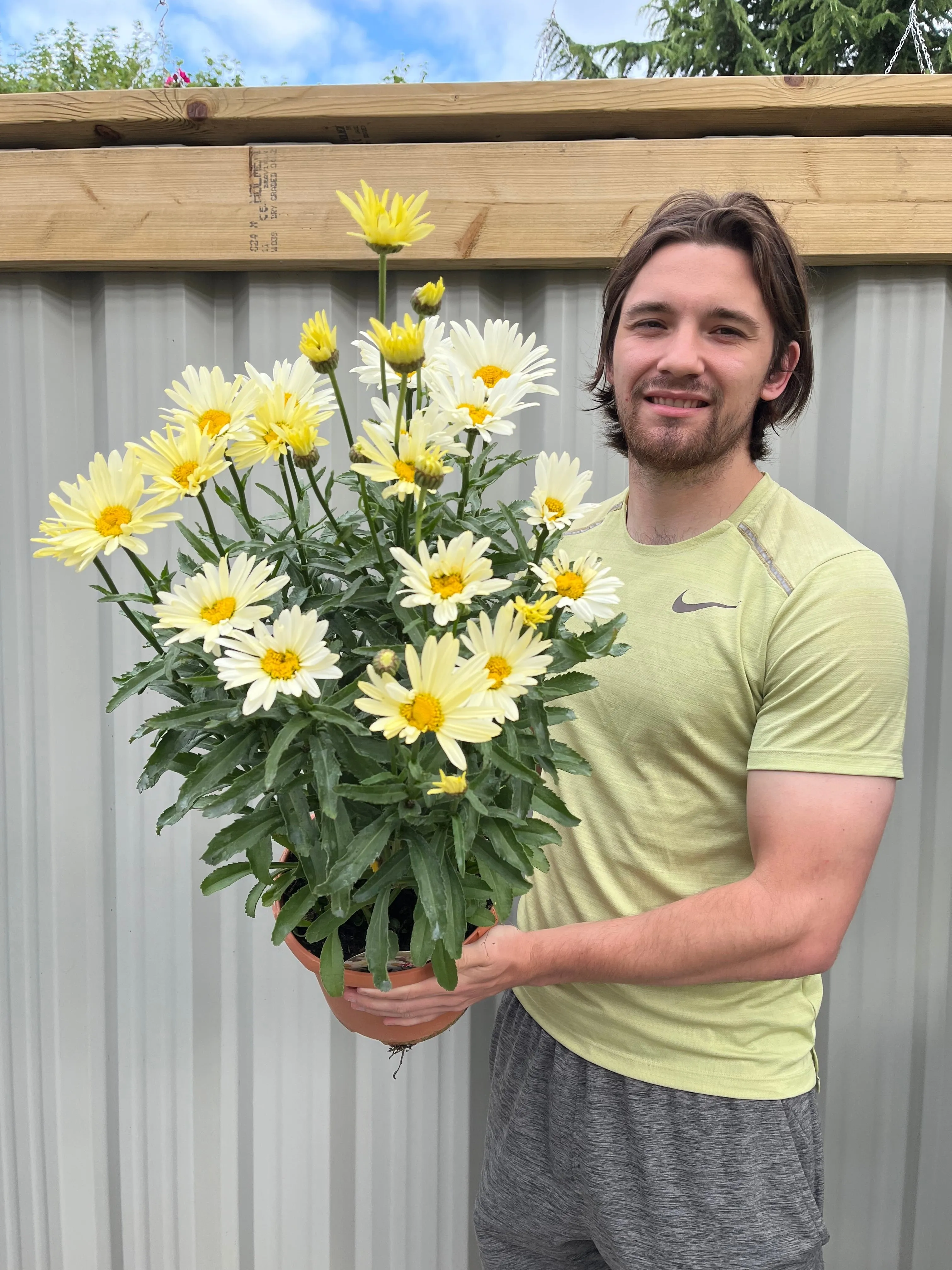 Leucanthemum Broadway Lights 1.5L / 2L